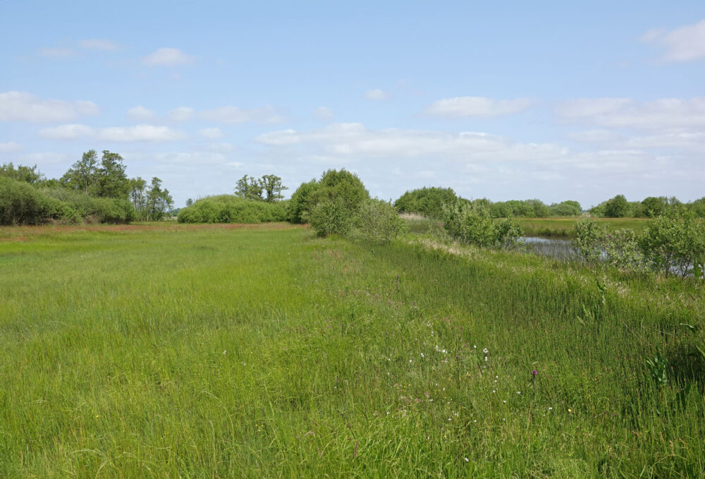Weeringsbroeken