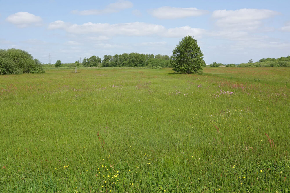 Weeringsbroeken