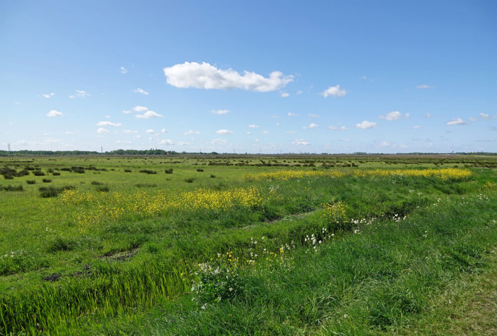 Weeringsbroeken