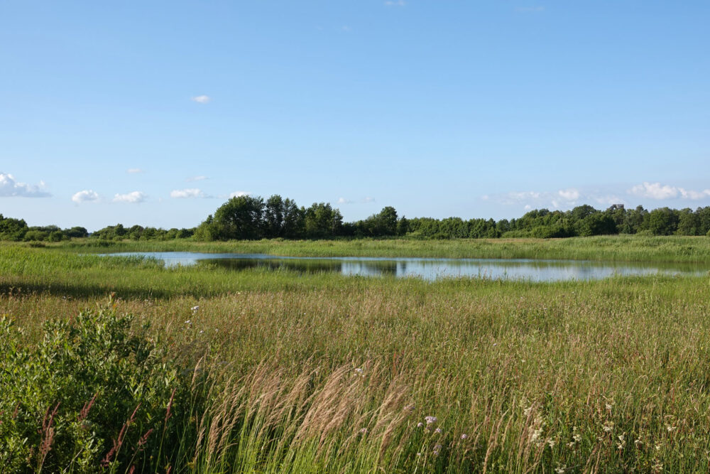 Weeringsbroeken