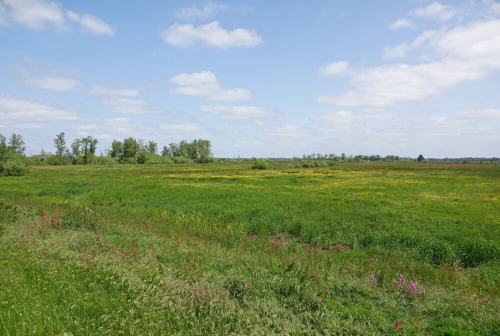 Weeringsbroeken