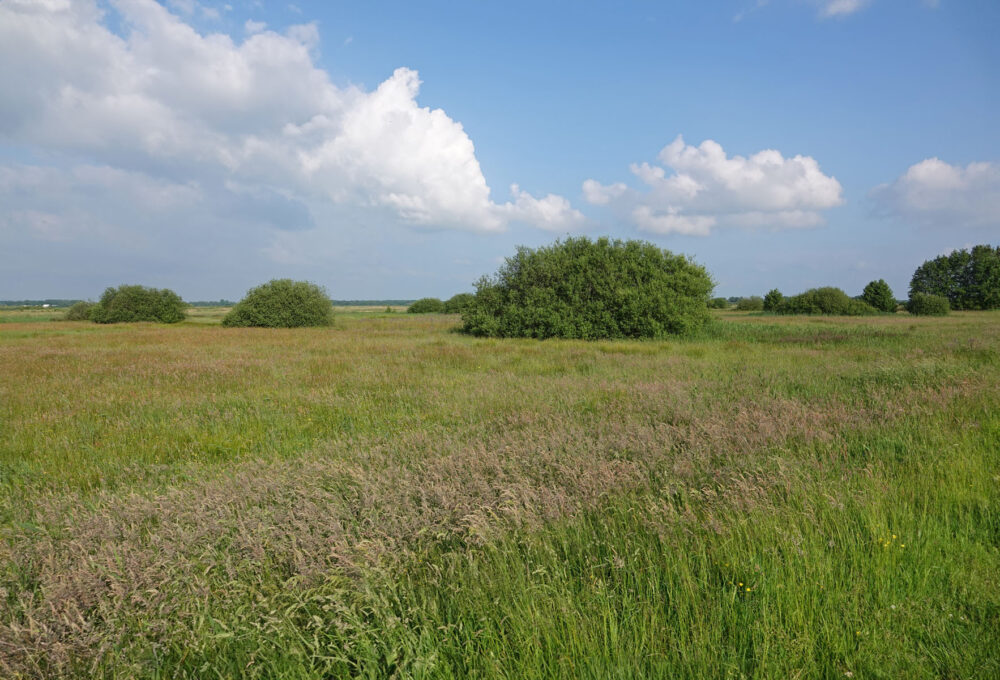 Weeringsbroeken