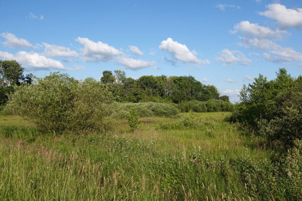 Weeringsbroeken