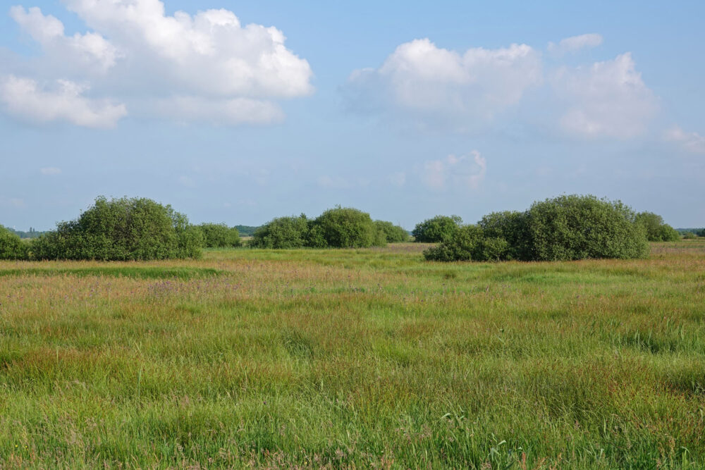 Weeringsbroeken