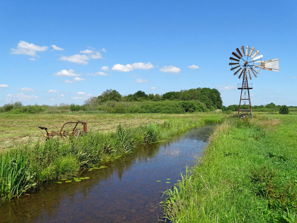 Weerinsgsbroeken in het voorjaar (Onlanden)