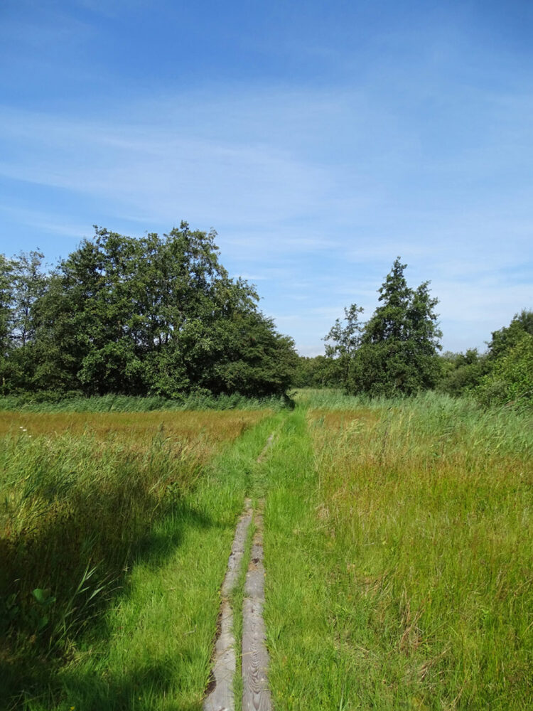 Weerribben (Pierink)