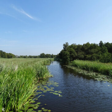 Gebied Pierink (Weerribben)
