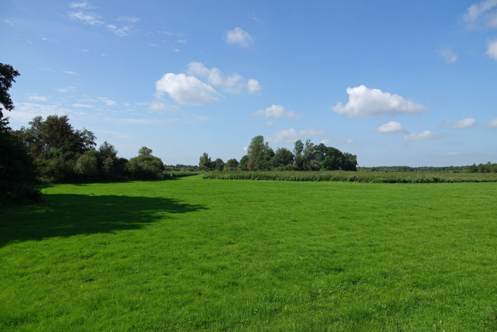 Weerribben in de zomer