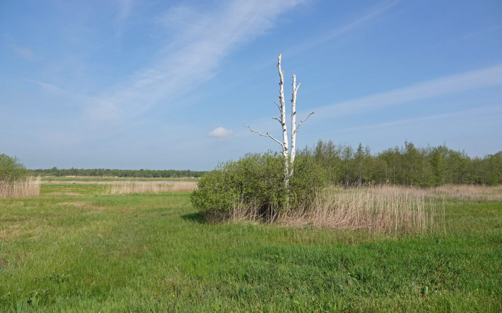 Weerribben in het voorjaar