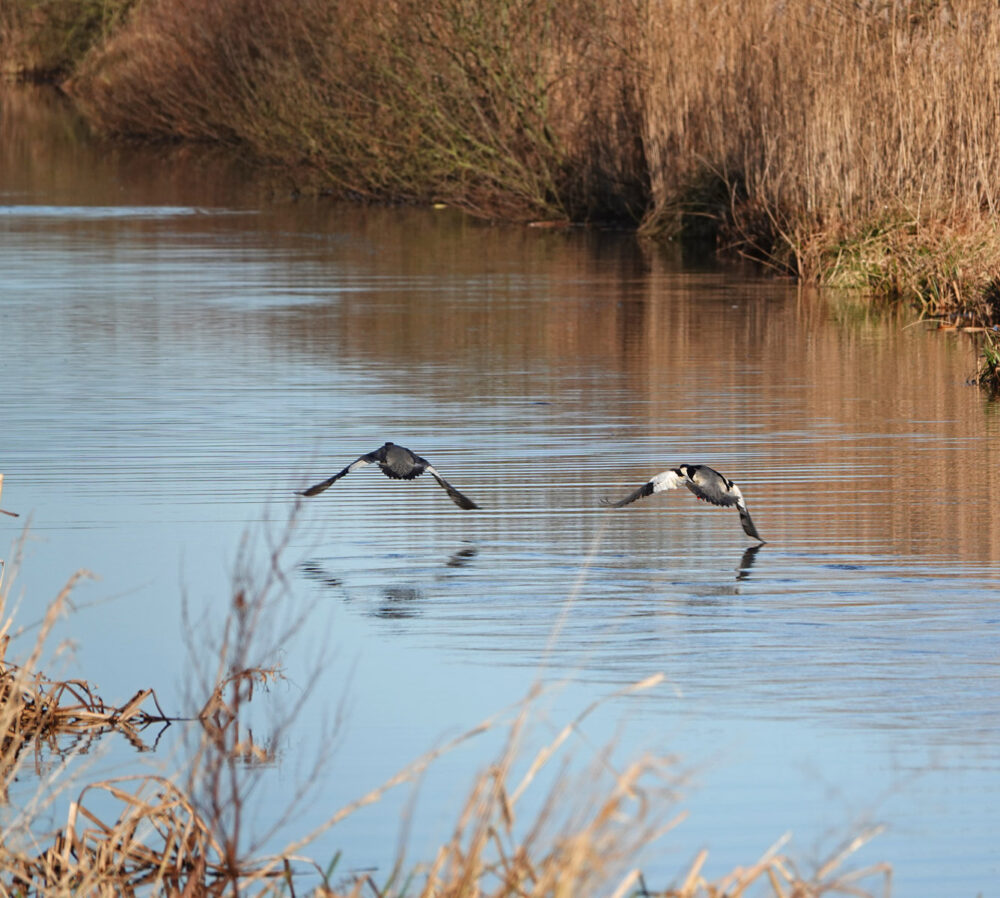 Wegvliegende grote zaagbekken in Molensloot (Zuidwesthoek vd Onlanden)