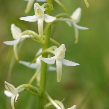Welriekende nachtorchis