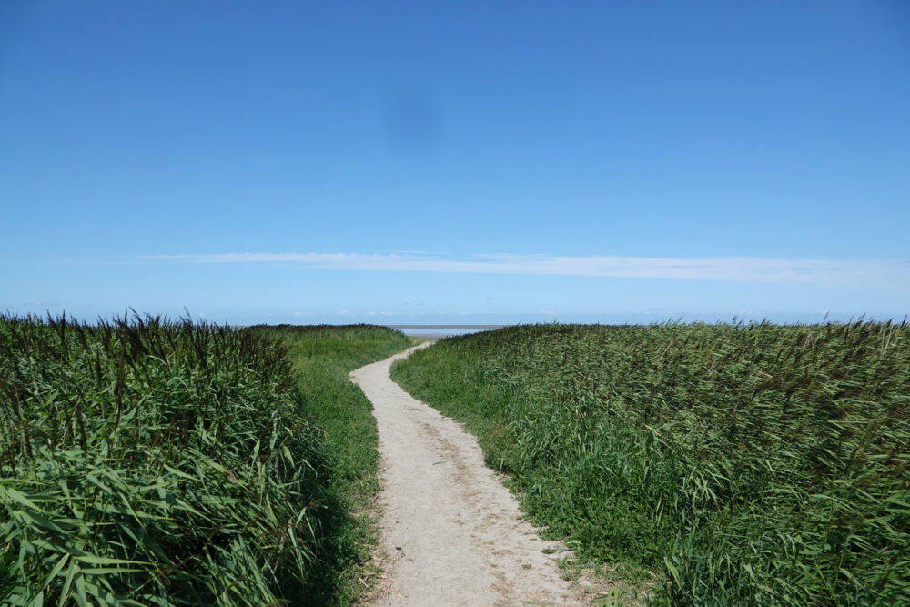 Westhoek (wad in de zomer)