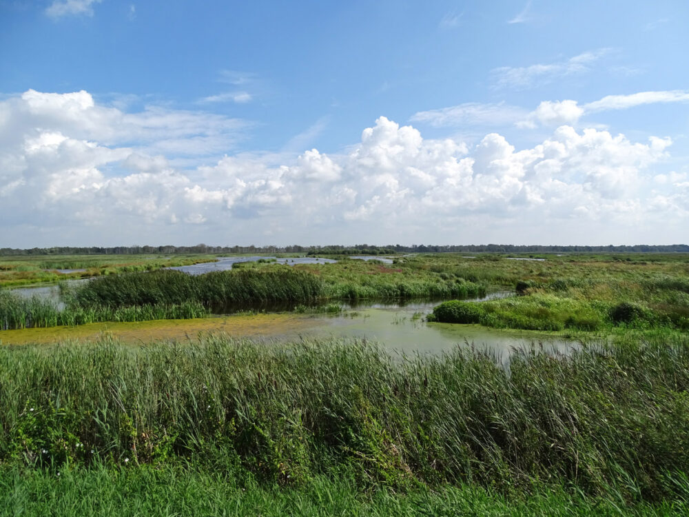 Wetering-oost (Weerribben)