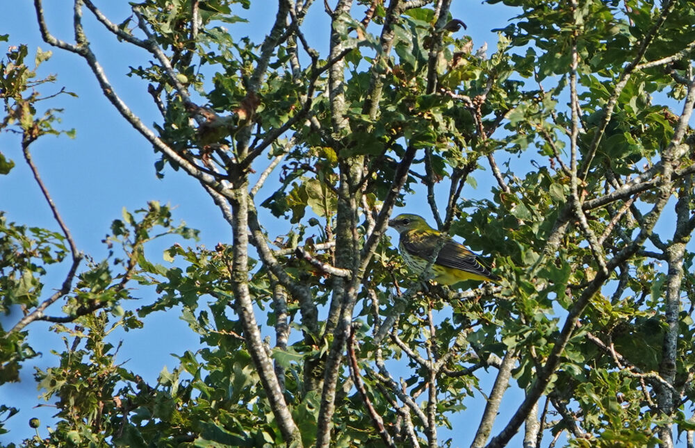 Wielewaal