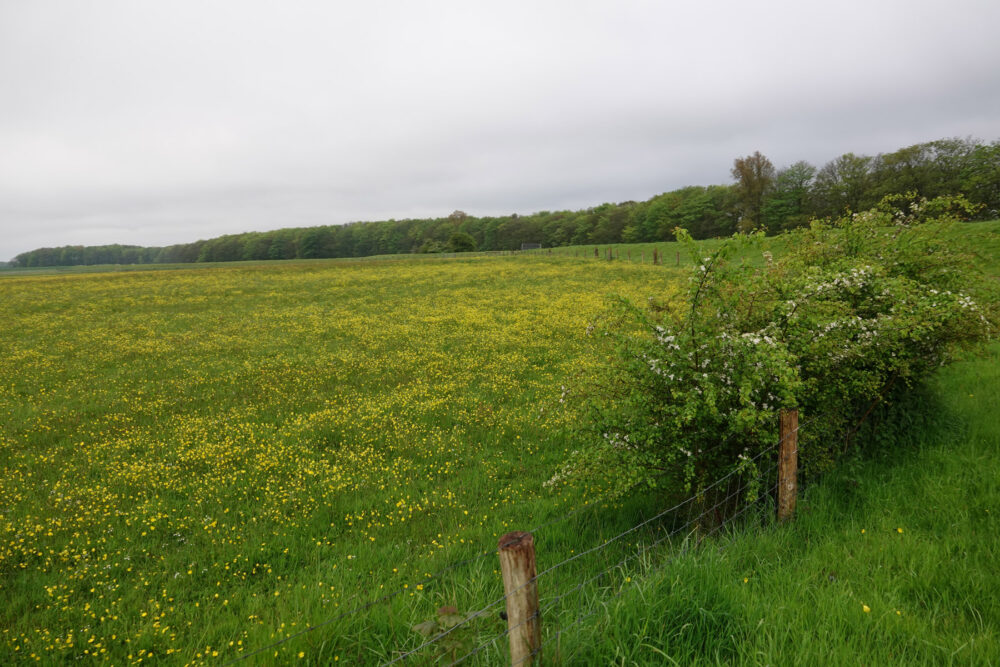 Wieringen