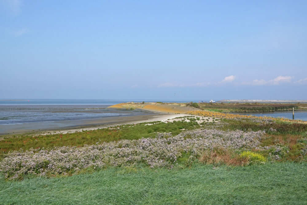 Wieringen (Wad bij Den Oever)