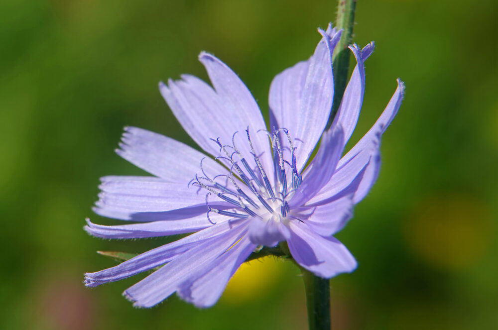 Wilde cichorei