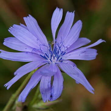 Wilde cichorei