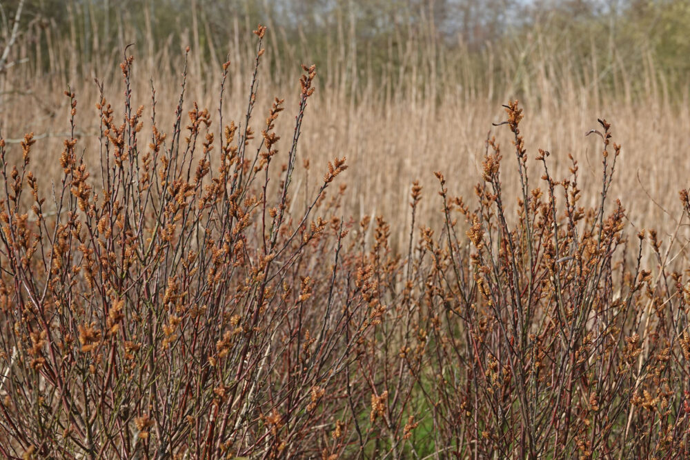 Wilde gagel (Onlanden)