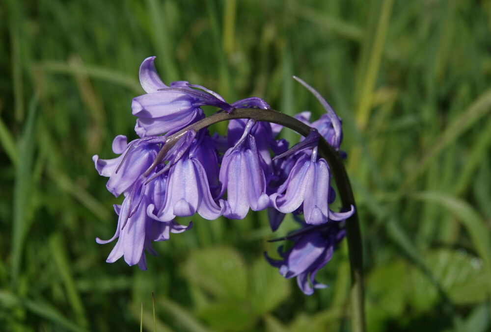 Wilde hyacint