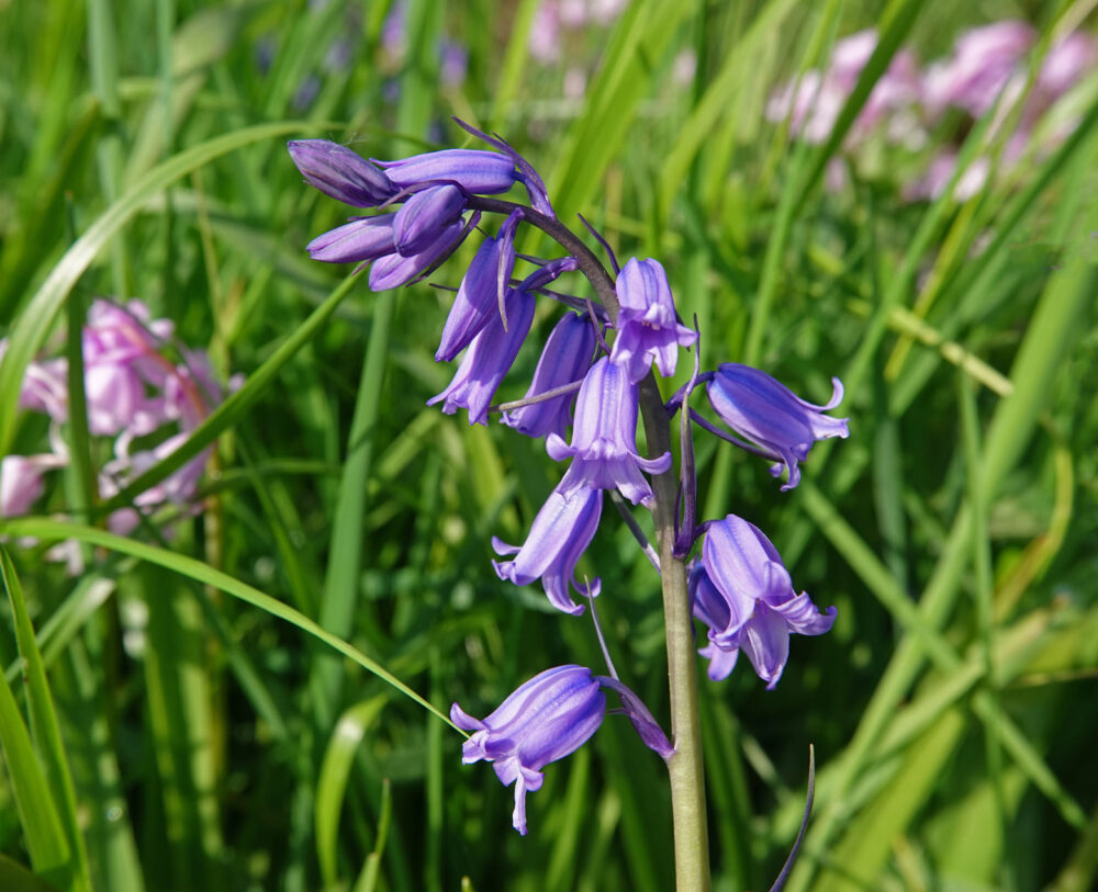 Wilde hyacint