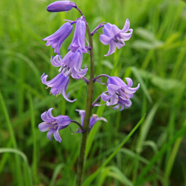 Wilde hyacint