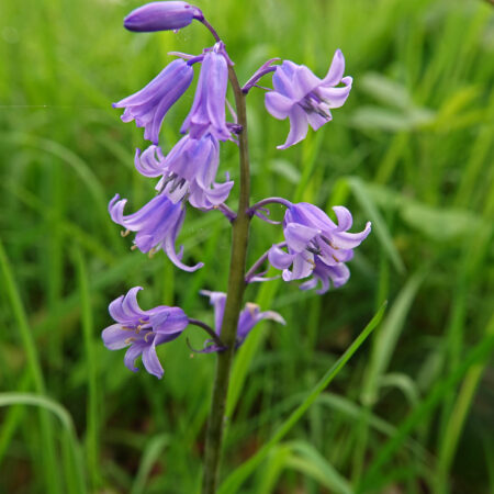 Wilde hyacint