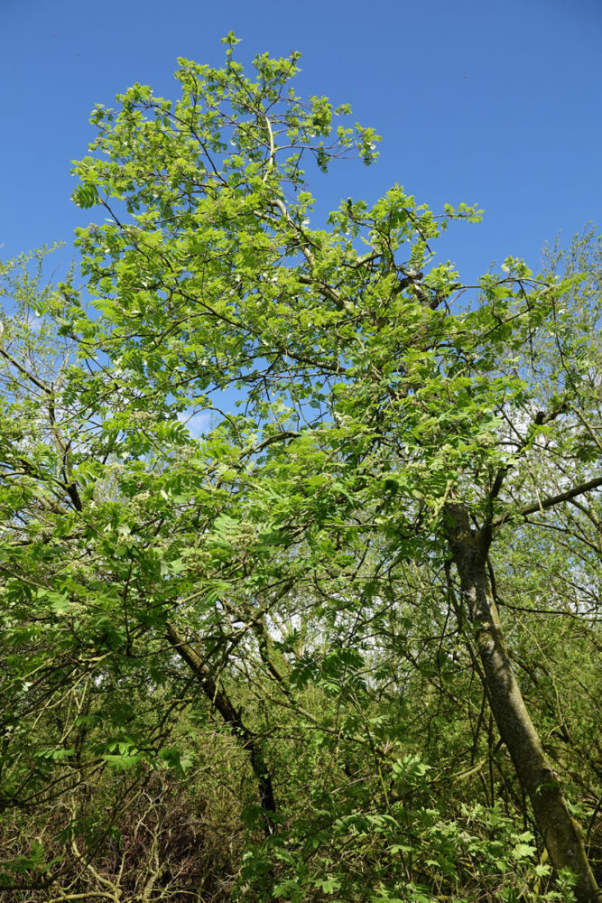 Wilde lijsterbes (Onlanden)