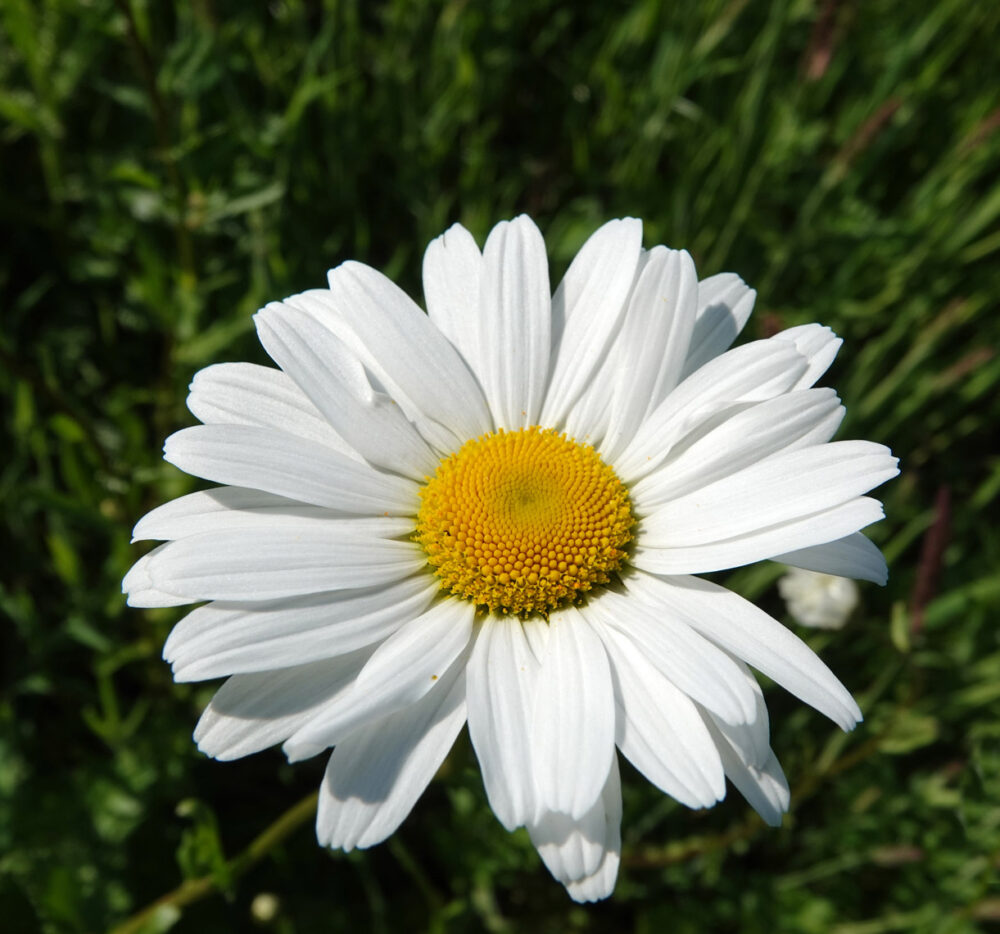 Wilde margriet