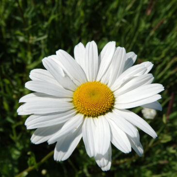 Wilde margriet
