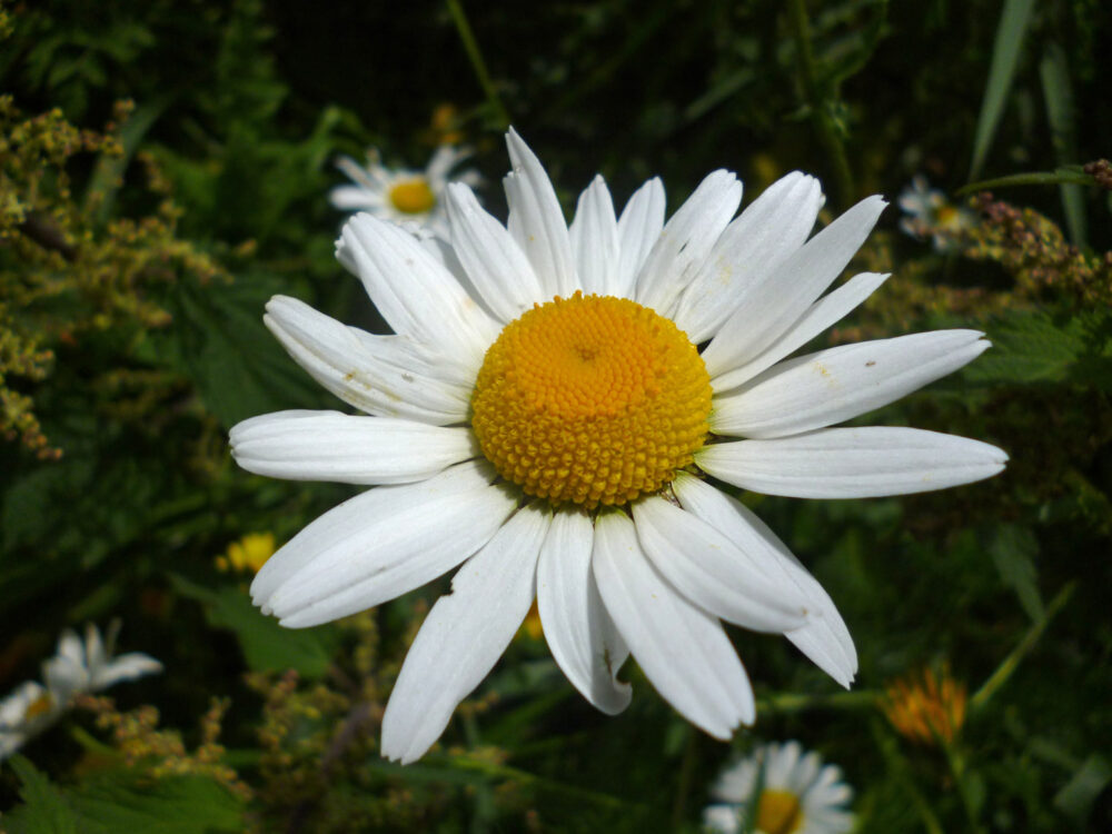 Wilde margriet