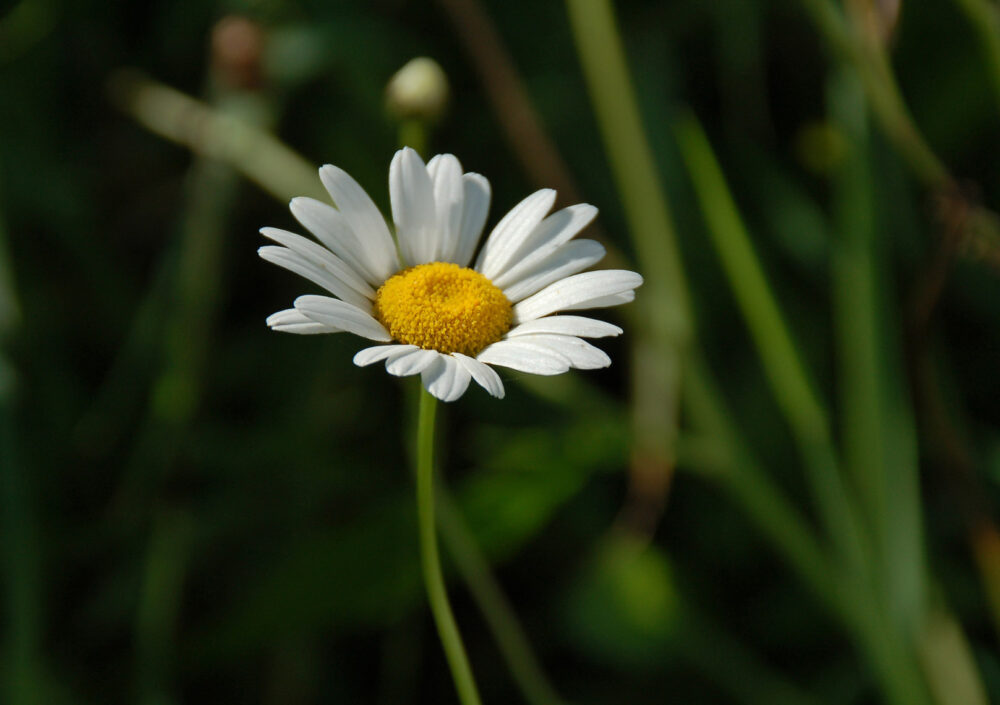 Wilde margriet