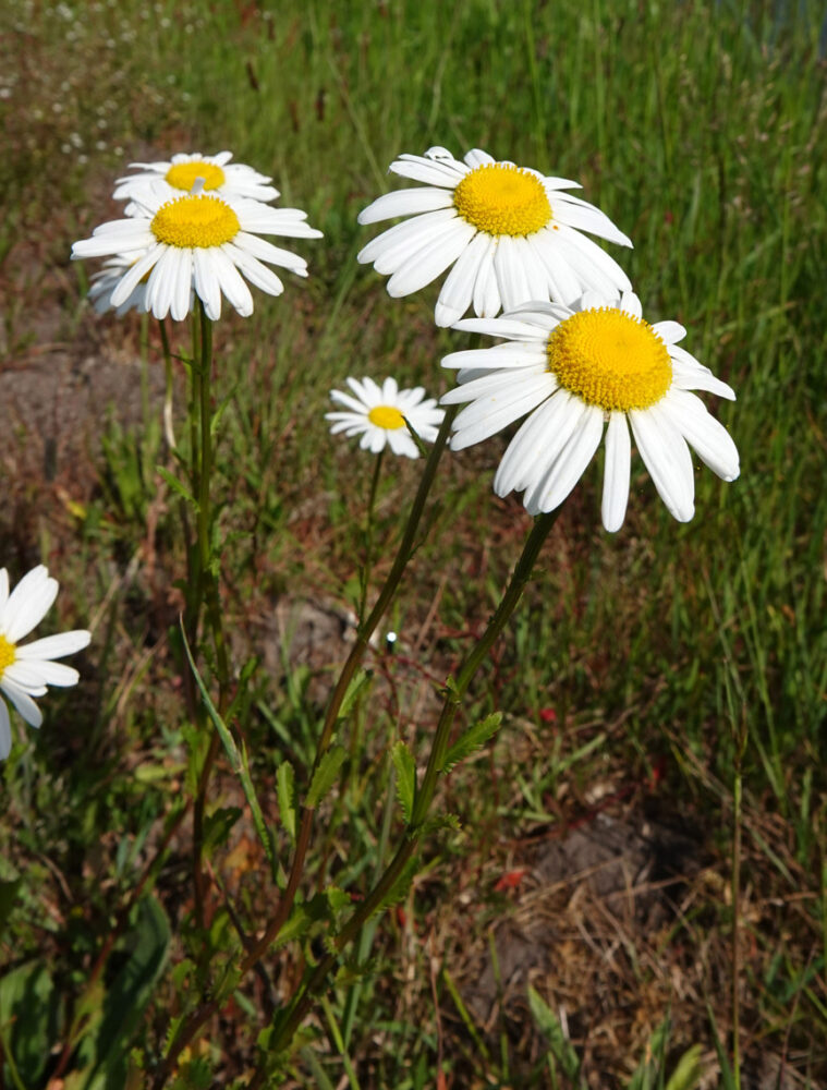 Wilde margriet