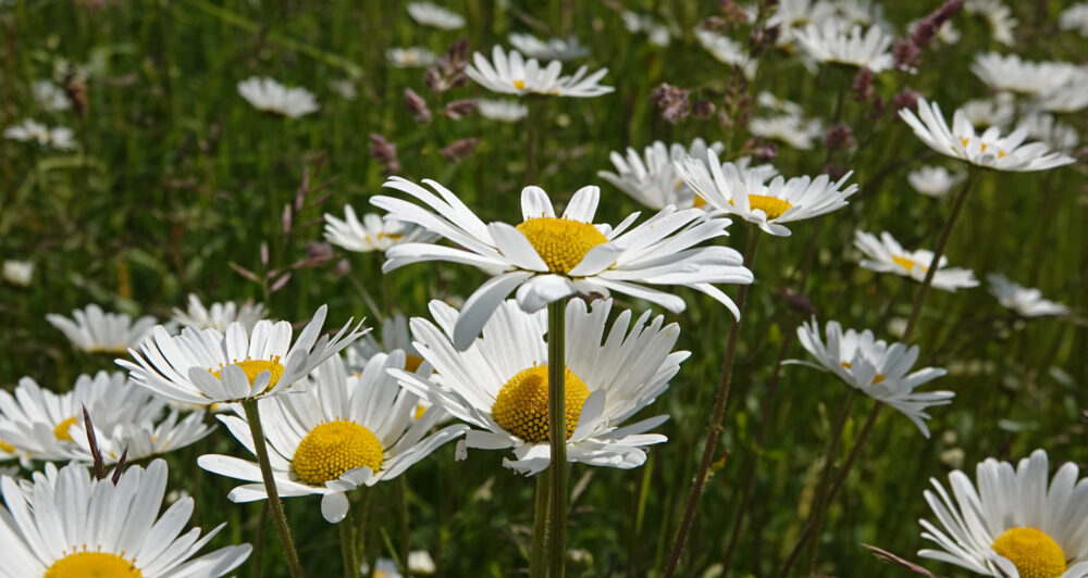 Wilde margriet