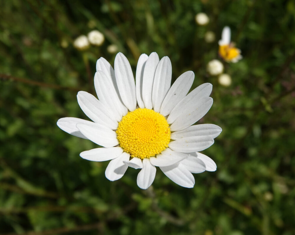 Wilde margriet