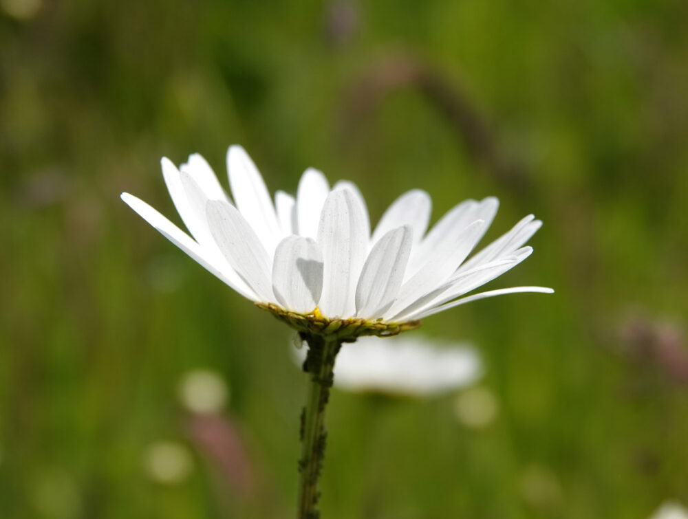 Wilde margriet