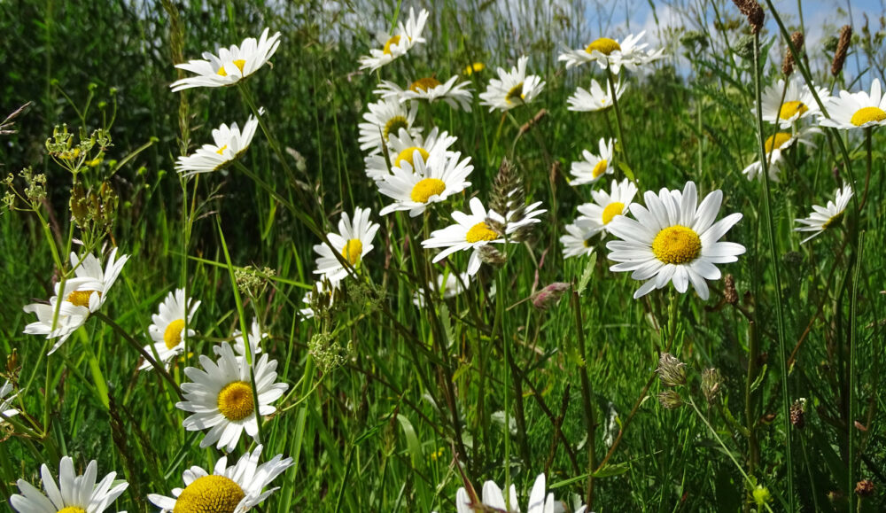 Wilde margrieten