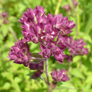 Wilde marjolein