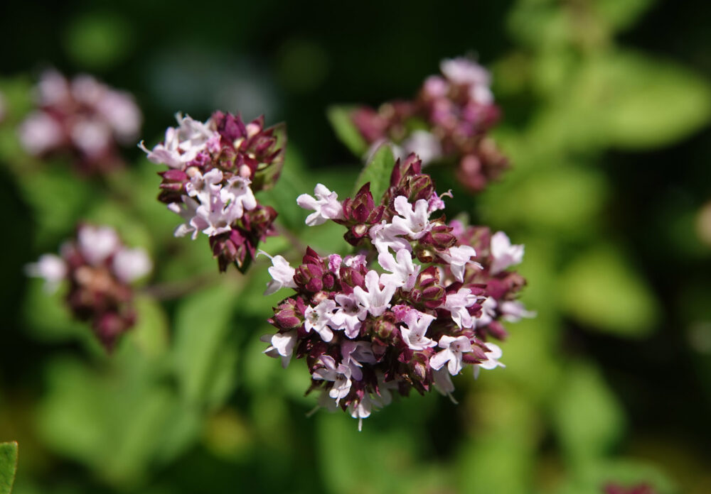 Wilde marjolein
