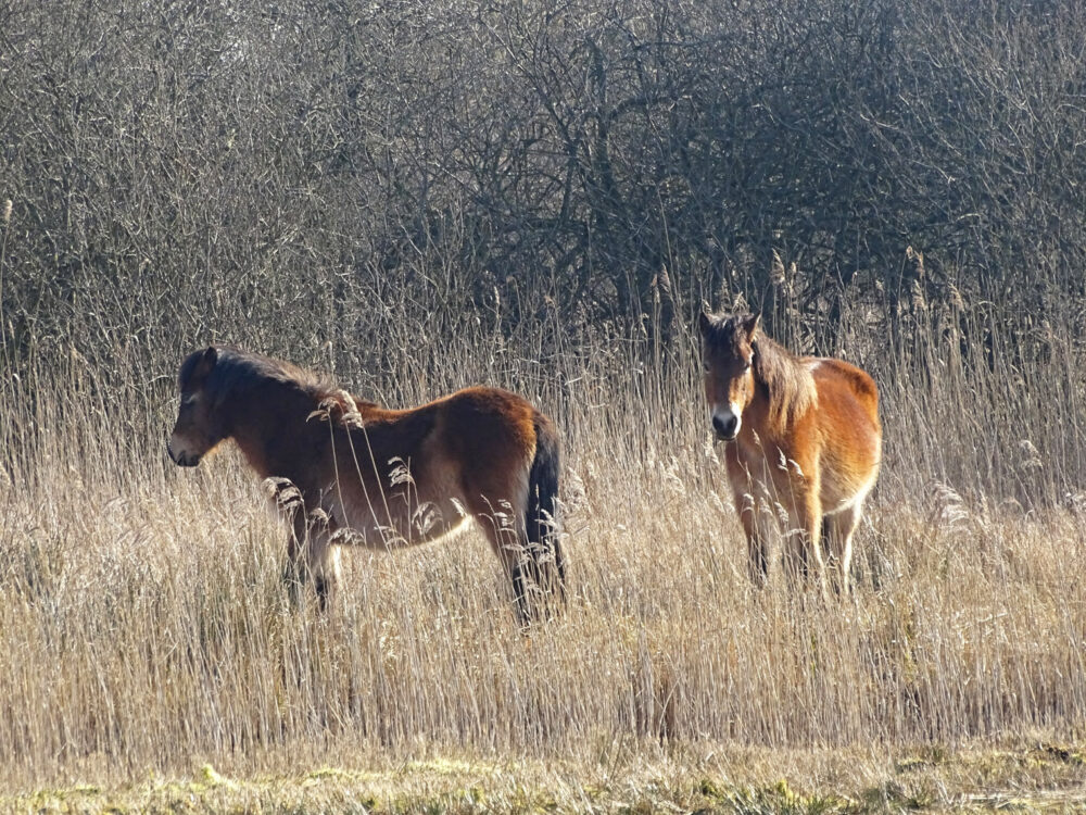 Wilde paarden in de Sippenfennen (Bûtenfjild)