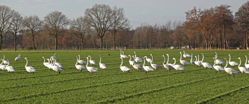 Wilde zwanen