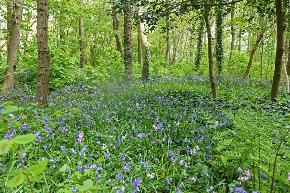 Wildrijk