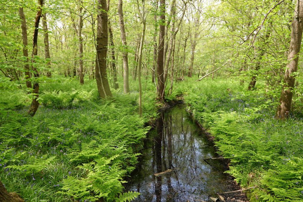 Wildrijk