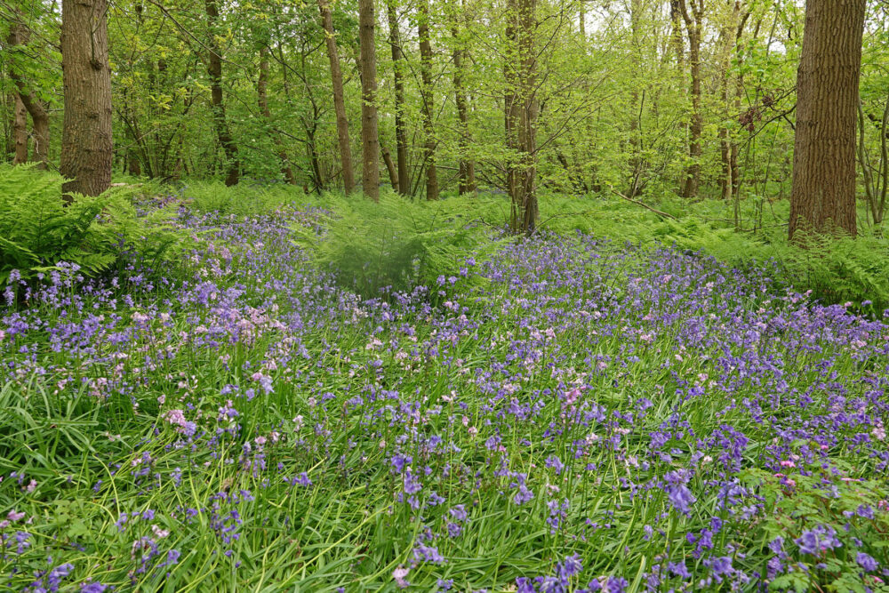 Wilde hyacinten in Wildrijk