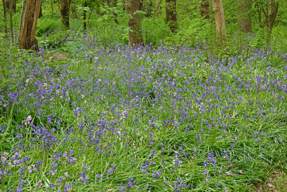 Wilde hyacinten in Wildrijk