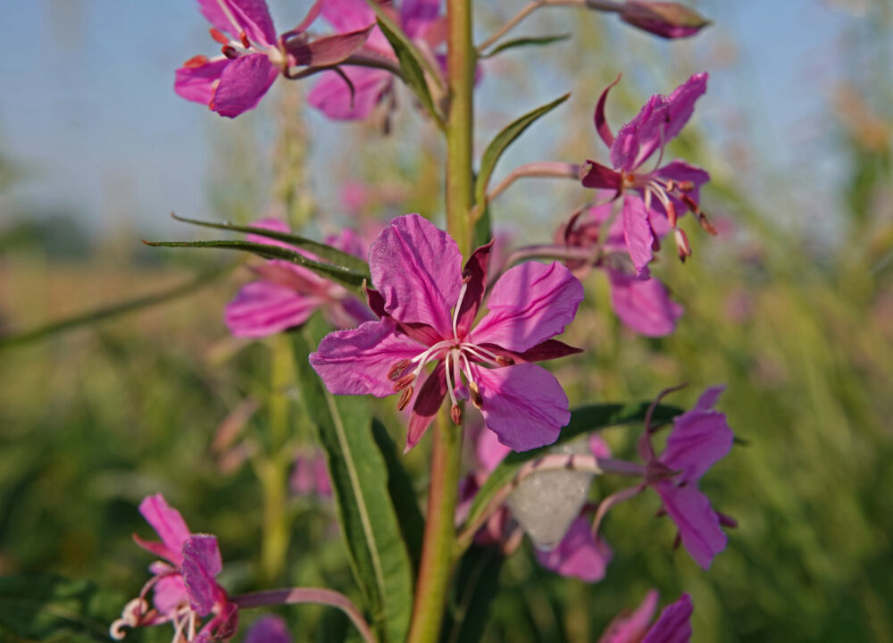 Wilgenroosje