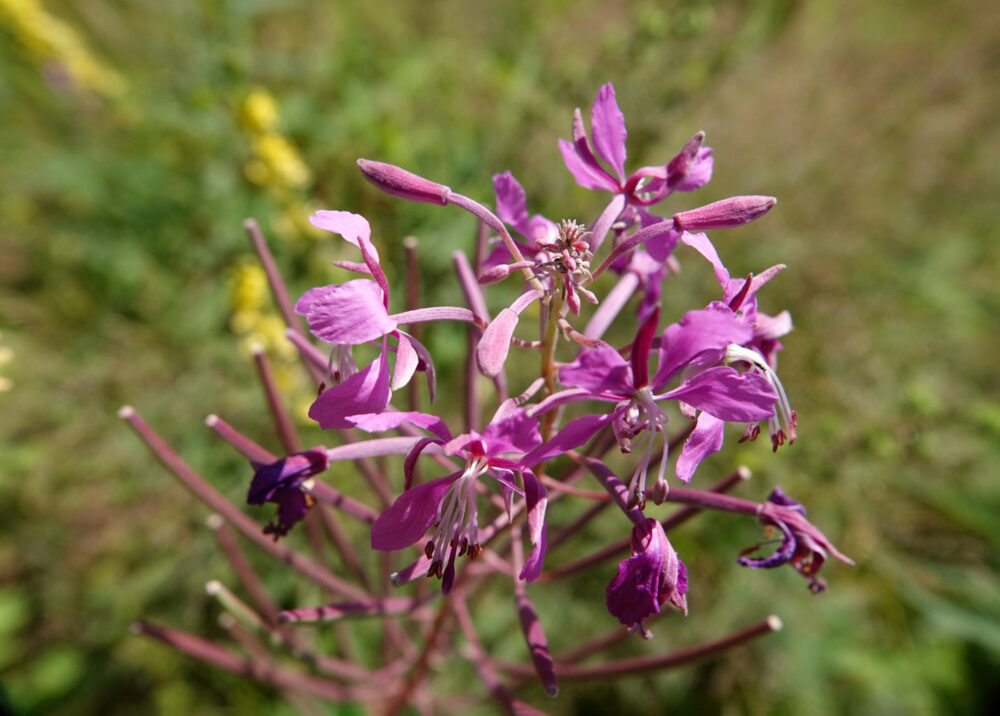 Wilgenroosje