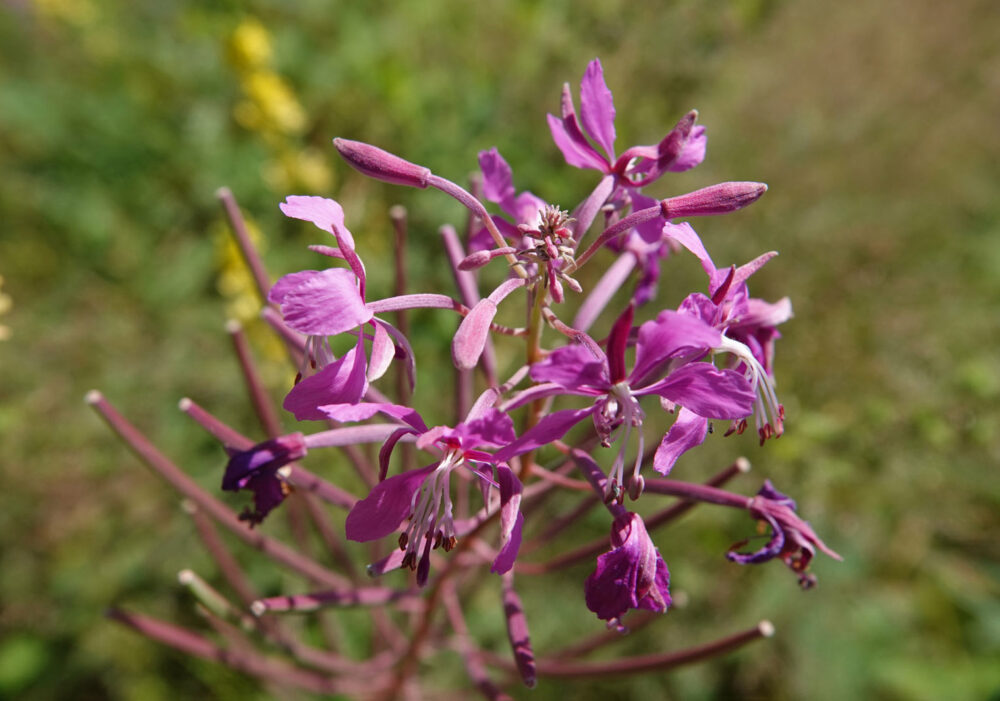Wilgenroosje