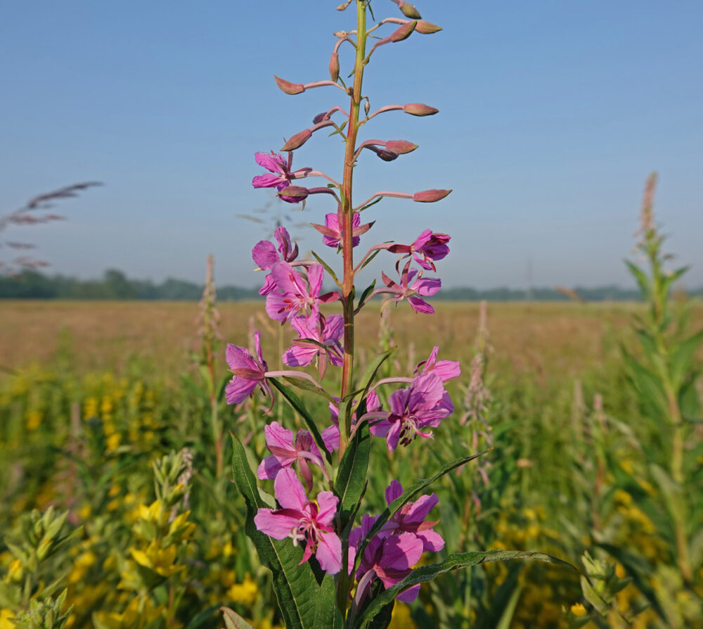 Wilgenroosje