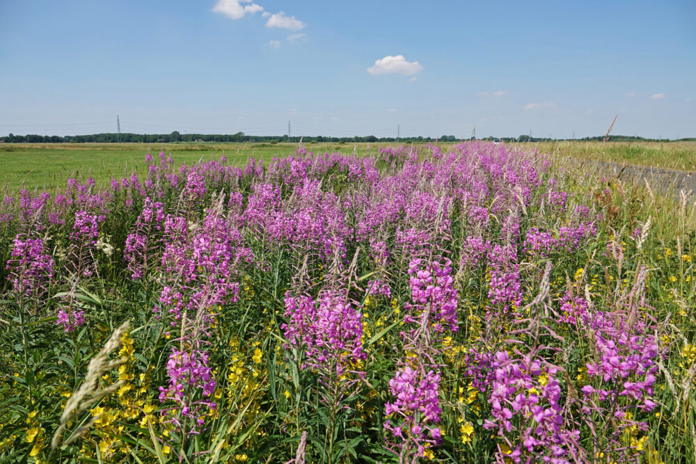 Wilgenroosje